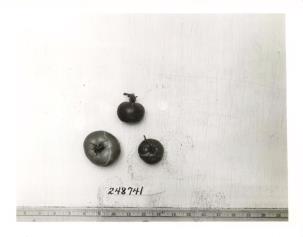 Click for 1 image(s) for this accession. FRUIT